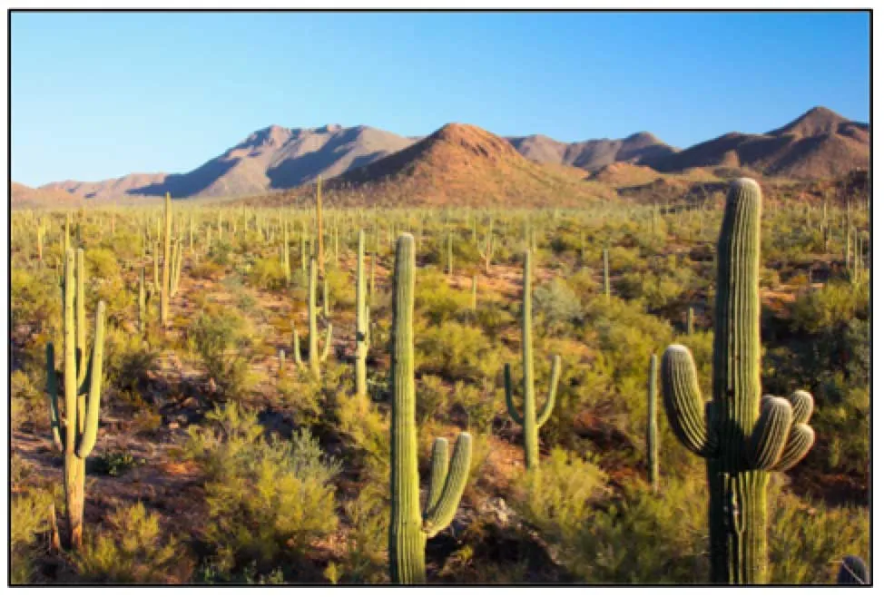 National parks near Phoenix, Arizona to visit on a road trip